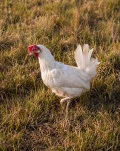Poules élevées en plein air