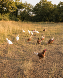 Poules